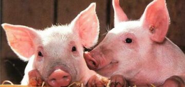 الإعجاز العلمي في تحريم أكل الخنزير والحكمة الربانية في خلقه رغم عدم تناوله