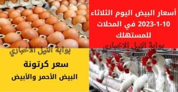 أسعار البيض اليوم الثلاثاء 10-1-2023 في المحلات للمستهلك وتوضيح هام بشأن موعد انخفاض الأسعار