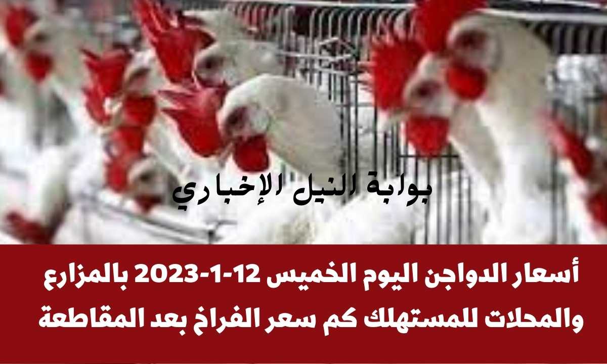 أسعار الدواجن اليوم الخميس 12-1-2023 بالمزارع والمحلات للمستهلك كم سعر الفراخ بعد المقاطعة
