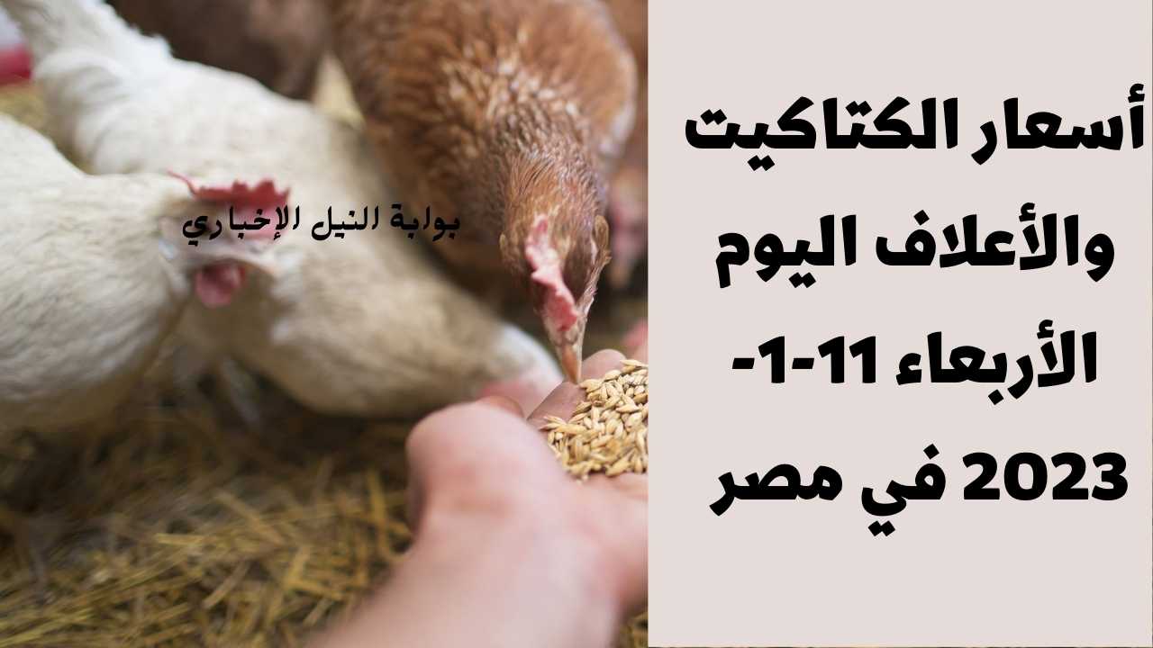 أسعار الكتاكيت والأعلاف اليوم الأربعاء 11-1-2023 في مصر بعد تأثر سعر العلف بالعملة الخضراء