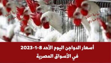 أسعار الدواجن اليوم الأحد 8-1-2023 في الأسواق المصرية سعر الكتاكيت البلدي – الأبيض – الساسو