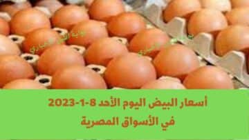 أسعار البيض اليوم الأحد 8-1-2023 في الأسواق المصرية وسط اقتراب سعر كرتونة البيض من 100 جنيه