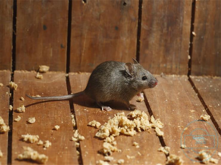 بدون لمس طرد الفئران من البيت نهائياً هتتخلصي من كل الحشرات بطرق طبيعية